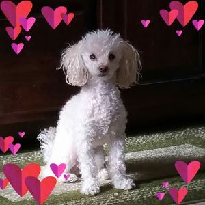 Meet your Posher, Silvia